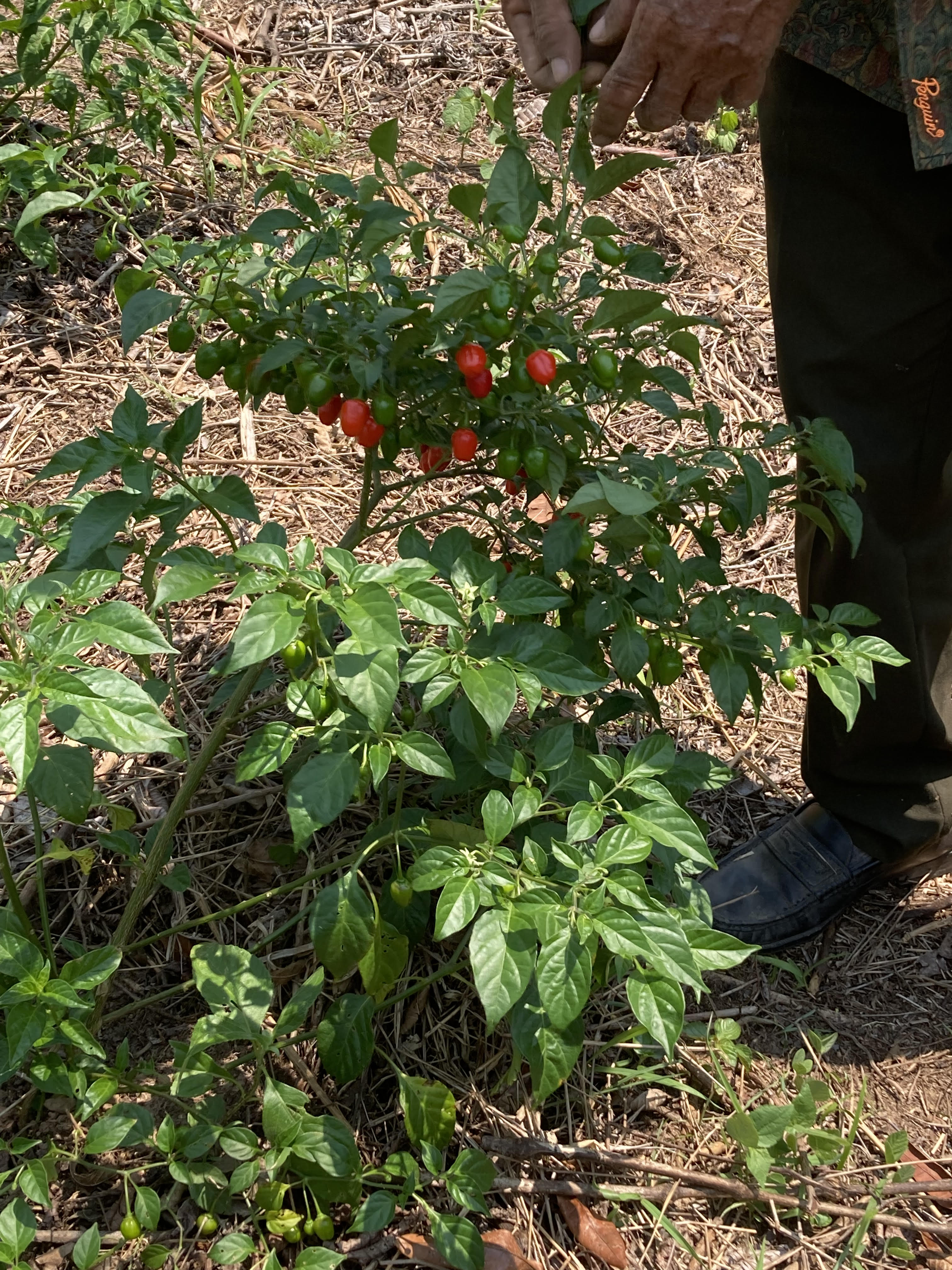 Pimentos growing in Peru