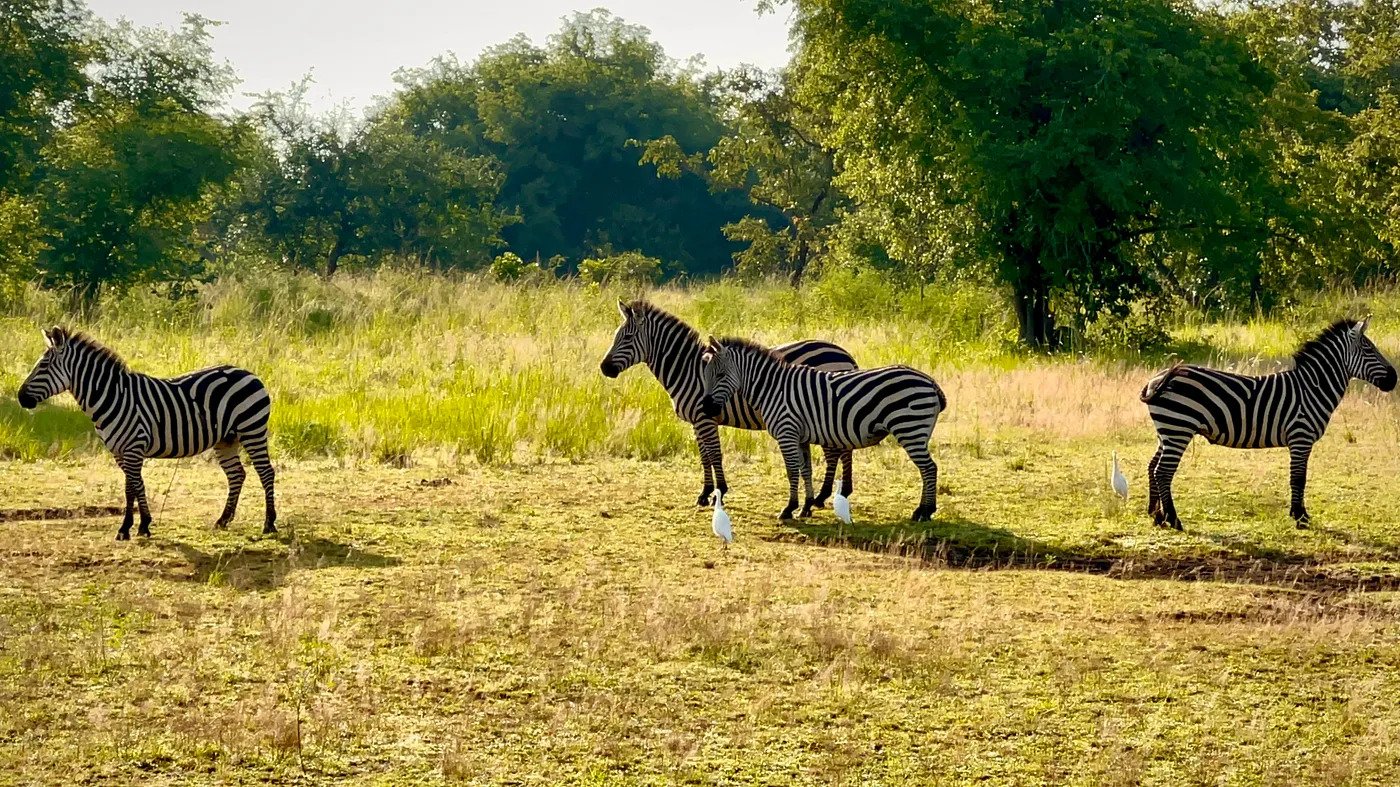 A zeal of zebras at Akagera National Park in Kayonza, Rwanda, 20 January 2023. (Photo/Ianela Losa)