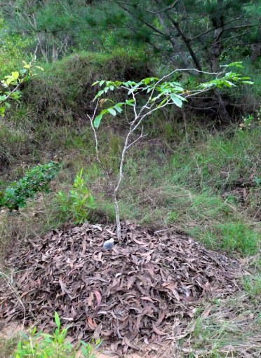 Sadhana forest- 1 of 30,000 planted trees – with bottle feeder
